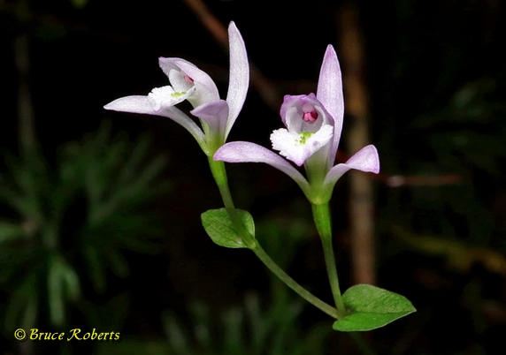 {Triphora trianthophoros}